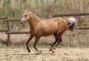 Cavalla Welsh Poney (Sezione B) In vendita 2020 Palomino ,  NORTHLIGHT CONCERTO