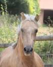 Cavalla Welsh Poney (Sezione B) In vendita 2020 Palomino ,  NORTHLIGHT CONCERTO