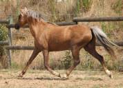 Cavalla Welsh Poney (Sezione B) In vendita 2020 Palomino ,  NORTHLIGHT CONCERTO