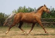 Cavalla Welsh Poney (Sezione B) In vendita 2020 Palomino ,  NORTHLIGHT CONCERTO