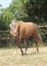 Cavalla Welsh Poney (Sezione B) In vendita 2020 Palomino ,  NORTHLIGHT CONCERTO