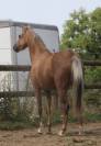 Cavalla Welsh Poney (Sezione B) In vendita 2020 Palomino ,  NORTHLIGHT CONCERTO