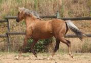 Cavalla Welsh Poney (Sezione B) In vendita 2020 Palomino ,  NORTHLIGHT CONCERTO