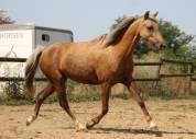 Cavalla Welsh Poney (Sezione B) In vendita 2020 Palomino ,  NORTHLIGHT CONCERTO