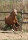 Cavalla Welsh Poney (Sezione B) In vendita 2020 Palomino ,  NORTHLIGHT CONCERTO