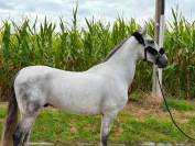 Golfo Chouette Hongre de 6 ans 