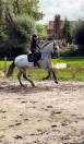 Golfo Chouette Hongre de 6 ans 