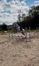 Golfo Chouette Hongre de 6 ans 
