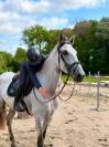 Golfo Chouette Hongre de 6 ans 