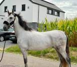 Golfo Chouette Hongre de 6 ans 
