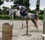 Yegua PFS Poni Fran&ccedil;&eacute;s de Silla En venta 2022 Tordo