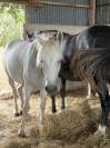 Ponette Connemara 5 ans 