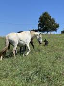 Ponette Connemara 5 ans 