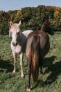 Ponette Connemara 5 ans 