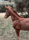 Puledra 2026 