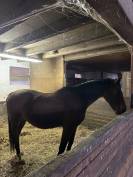 Cheval de compagnie hongre de 22 ans