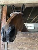 Cheval de compagnie hongre de 22 ans