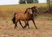 cheval pure race espagnole