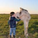 cheval pure race espagnole