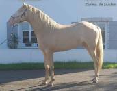 cheval pure race espagnole