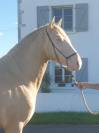 cheval pure race espagnole