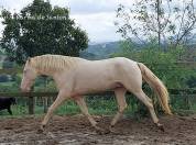 cheval pure race espagnole