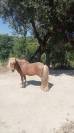 Joli poney de 16 ans