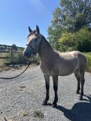 Parker du rouvre - Poney &agrave; vendre 