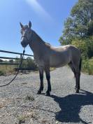 Parker du rouvre - Poney &agrave; vendre 