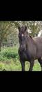 Jument irish cob plein papier