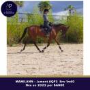 Jeune jument AQPS 4 ans