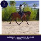 Jeune jument AQPS 4 ans