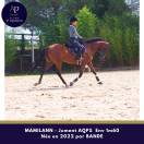Jeune jument AQPS 4 ans