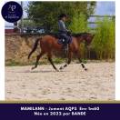 Jeune jument AQPS 4 ans