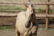 M&acirc;le Zangersheide palomino