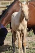 M&acirc;le Zangersheide palomino