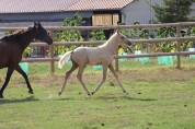M&acirc;le Zangersheide palomino