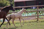 M&acirc;le Zangersheide palomino