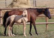 M&acirc;le Zangersheide palomino