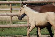 M&acirc;le Zangersheide palomino