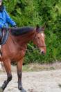 Location cheval de sport 