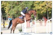 Location cheval de sport 