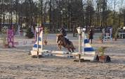 Poney B