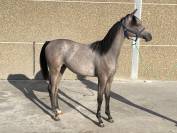 Magnifique hongre de 1 an 