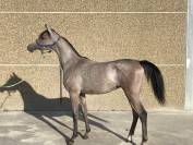 Magnifique hongre de 1 an 