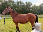 Poulini&egrave;re de Vigo Cece de 13ans 