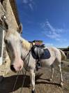 Poney &agrave; vendre 