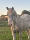 Poney &agrave; vendre 