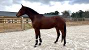 Lord du Payrol &ndash; Hongre 5 ans &ndash; CCE / Dressage