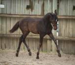 Oregon des Fenucy &ndash; M&acirc;le de 2 ans